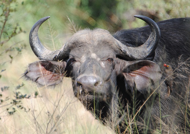 Buffalo i Krugerparken