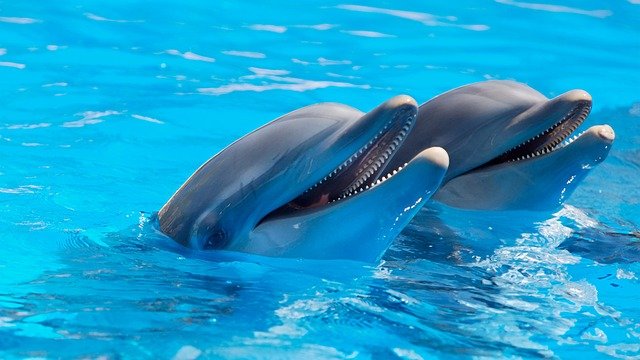 Dolphin World - delfinstadium med delfiner