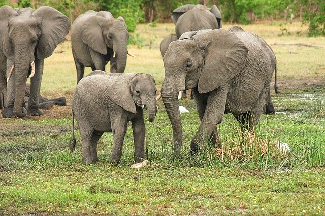 Det finns mycket elefanter i Etosha National Park