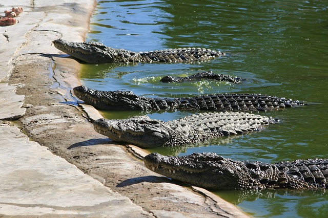 Cheune Croc Farm med krokodiler