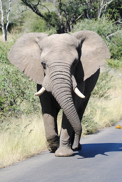 Elefanter i Krugerparken