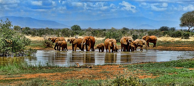 Safari med elefanter