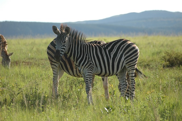 Zebror i Swaziland