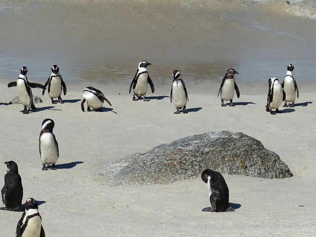 Godahoppsudden pingviner